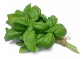 ALBAHACA ORGANICA | ATADO
