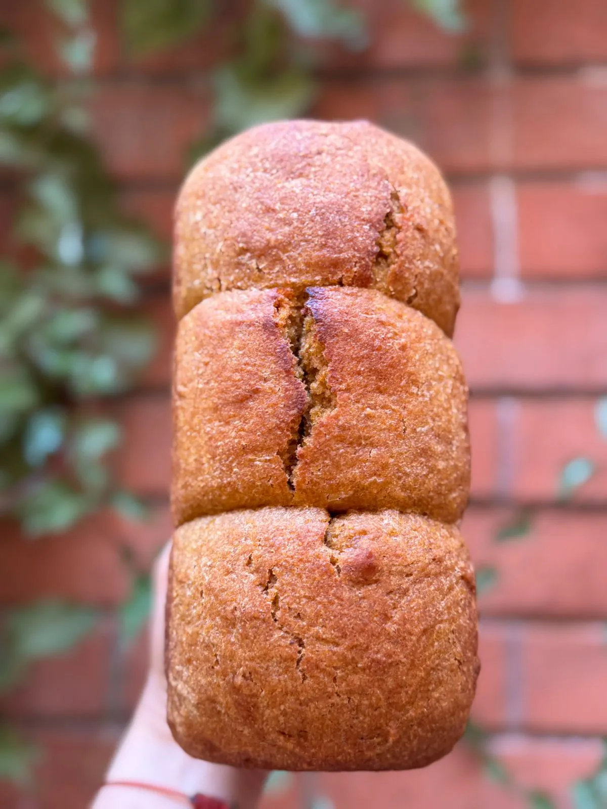 PAN DE ZAPALLO KABUTIA BY HATO MUGI